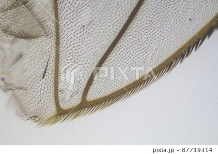 イエバエの羽 顕微鏡画像 イエバエの羽 顕微鏡画像 87719314