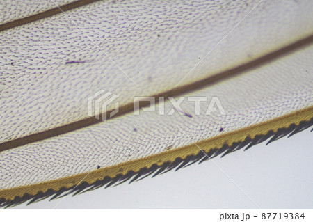 イエバエの羽　顕微鏡画像 87719384