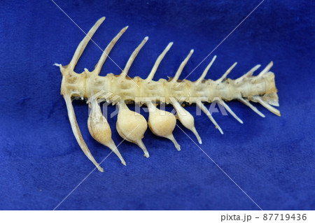 鯛の骨 鳴門骨の写真素材 [87719436] - PIXTA