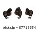 Three black chicks posing in front of a white background 87719654