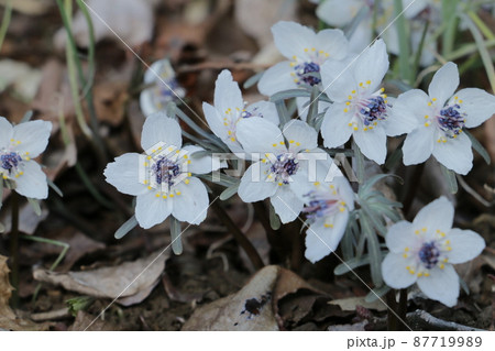 春の妖精セツブンソウ 春の妖精セツブンソウ 87719989