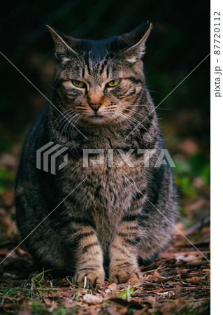 茶色の野良猫 87720112