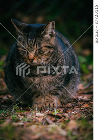 茶色の野良猫 87720115