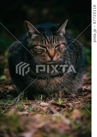 茶色の野良猫 茶色の野良猫 87720116