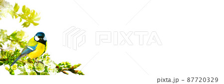 Great tit sitting on a tree branch in spring weather 87720329