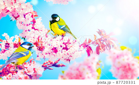 Great tit sitting on a tree branch in spring weather 87720331