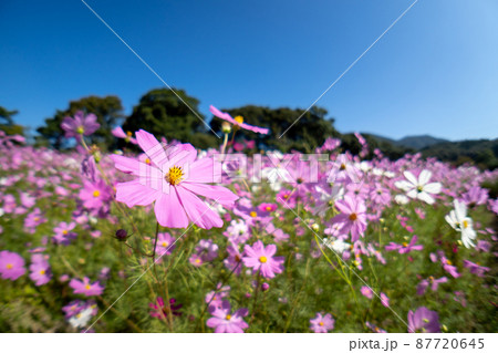 コスモス畑　秋のイメージ 87720645