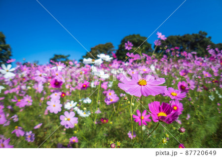 コスモス畑　秋のイメージ 87720649