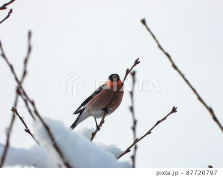 雪の中桜のつぼみを食べるウソ 雪の中桜のつぼみを食べるウソ 87720797