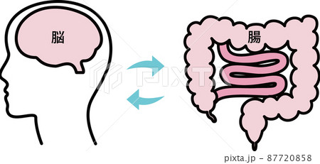 過敏性腸症候群／腸／脳のイラスト 87720858