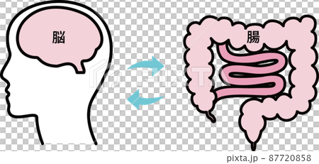 過敏性腸症候群／腸／脳のイラスト 87720858