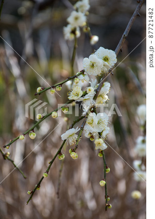 白梅の花　緑萼梅 87721482
