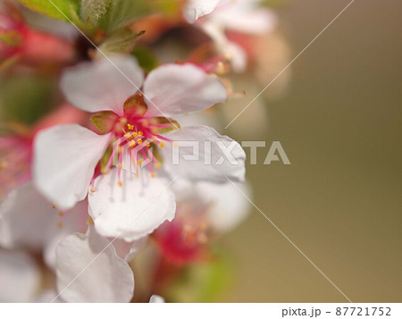 ユスラウメの花のアップ 87721752