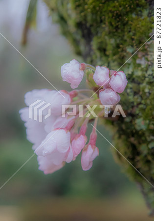 桜 桜 87721823