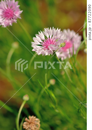 大船フラワーセンター・ヤグルマギク 87722090