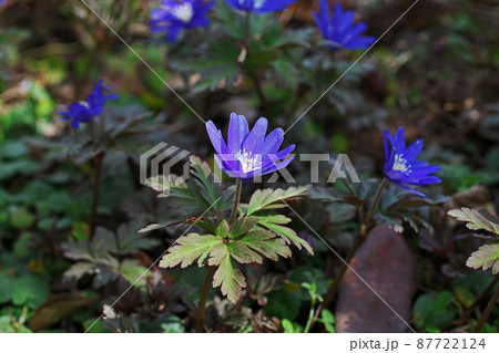 青いキクザキイチゲの花(三月) 青いキクザキイチゲの花(三月) 87722124