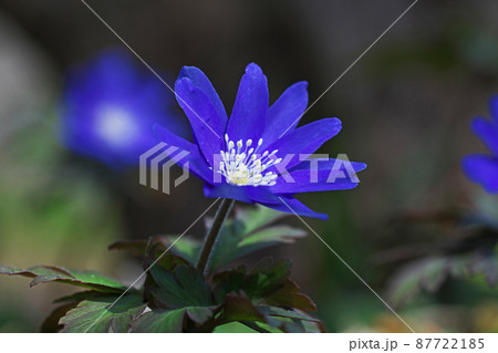青いキクザキイチゲの花(三月) 青いキクザキイチゲの花(三月) 87722185