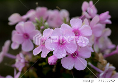 朝露に濡れる花弁5枚のピンク色の花の写真素材 [87722252] - PIXTA