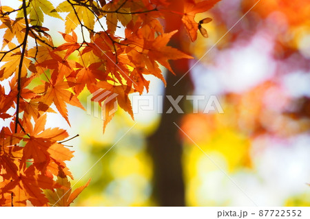 紅葉に日が透ける 紅葉に日が透ける 87722552