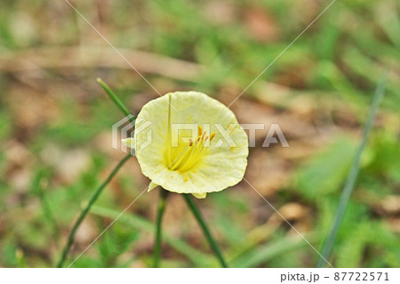 黄色い原種スイセンの花(三月) 黄色い原種スイセンの花(三月) 87722571
