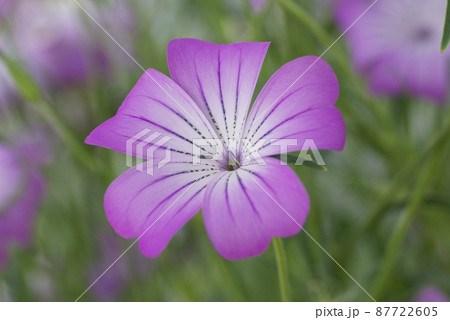 ムギセンノウ（麦仙翁,むぎせんのう）の紫の花が浴衣地のようで爽やか 87722605