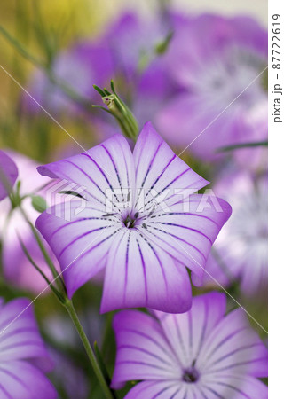 ムギセンノウ（麦仙翁,むぎせんのう）の紫の花が浴衣地のようで爽やか 87722619