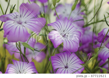 ムギセンノウ（麦仙翁,むぎせんのう）の紫の花が浴衣地のようで爽やか 87722621