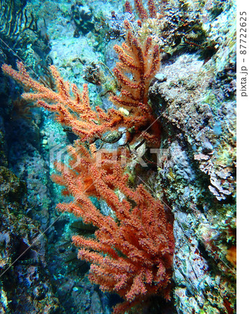 生き物達 生き物達 87722625