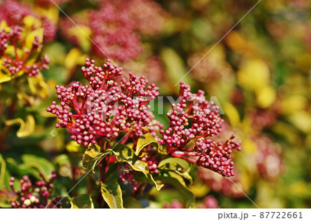 茶色のトキワガマズミの蕾（三月） 87722661