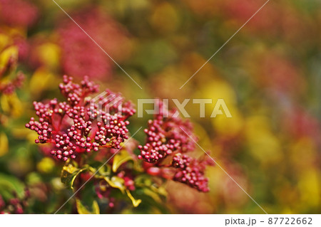 茶色のトキワガマズミの蕾 茶色のトキワガマズミの蕾 87722662