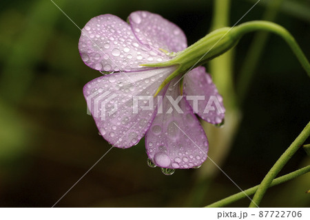 雨に濡れたムギセンノウ（麦仙翁,むぎせんのう）の紫の花が色っぽい 87722706
