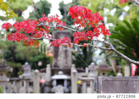 阪神競馬場の馬頭観音と赤もみじ 87722906