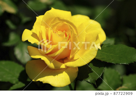 黄色(ビタミンカラー)いバラ(薔薇)の花から元気をもらう 黄色(ビタミンカラー)いバラ(薔薇)の花から元気をもらう 87722909