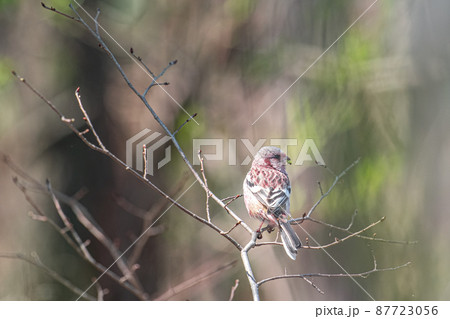 春一番のベニマシコ 87723056