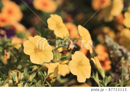 colorful Calibrachoa or bell flower, Flower of a cultivated Million bell 87723113