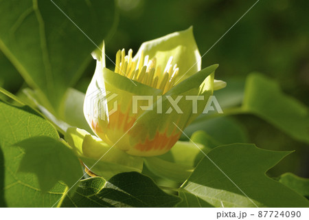 木の上で咲くチューリップツリー ユリノキ ハンテンボク の黄緑の花が爽やかの写真素材