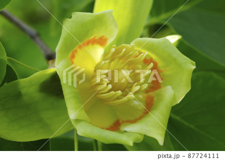 木の上で咲くチューリップツリー ユリノキ ハンテンボク の黄緑の花が爽やかの写真素材