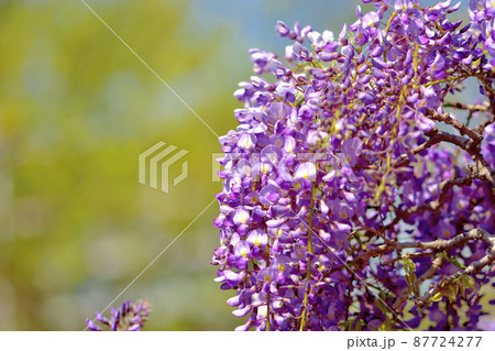 大船フラワーセンター・フジの花 大船フラワーセンター・フジの花 87724277