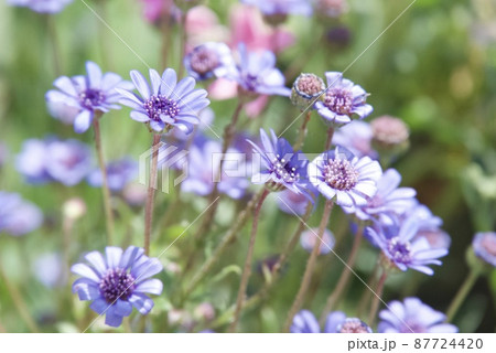 清々しい青色の花のフェリシアが庭で咲いているところの写真素材