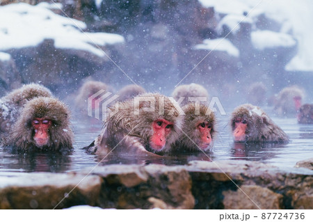 地獄谷野猿公苑のスノーモンキー 87724736