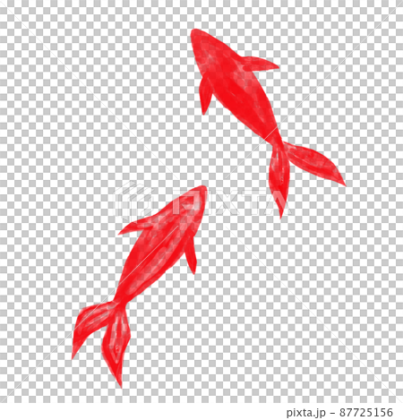 Illustration material: Two red goldfish drawn in watercolor 87725156