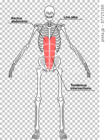 人體全身骨骼和腹直肌（部位英文名稱） 87725160