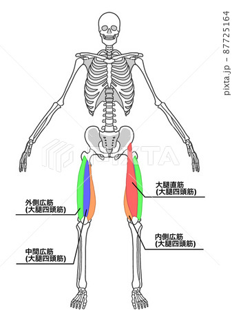 人間の全身骨格と大腿四頭筋（色分け、部位の日本語名称） 87725164