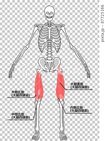 Human whole body skeleton and quadriceps (Japanese name of the part) Human whole body skeleton and quadriceps (Japanese name of the part) 87725166