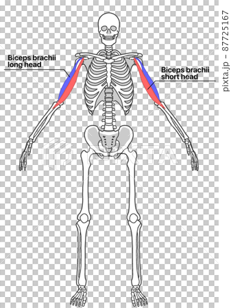 人體全身骨骼和肱二頭肌（彩色編碼，部位英文名稱） 87725167