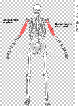 人體全身骨骼和肱二頭肌（部位英文名稱） 87725169