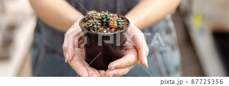 Female gardener concept several tiny cactuses in the black plastic pot held by two hands of the one wearing denim apron 87725356