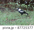 オーストラリアの鳥 87725377