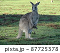 シドニー近郊のカンガルー 87725378