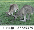 シドニー近郊のカンガルーの群れ 87725379